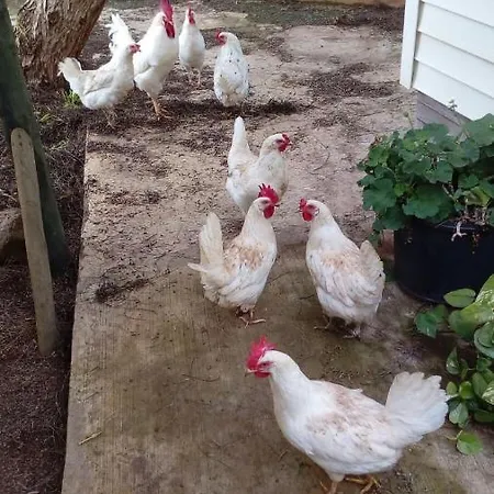 Casita Entre Vinedos, Experiencia Rural, Ideal Ninos. Casa de Férias *