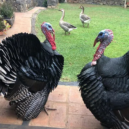 Casita Entre Vinedos, Experiencia Rural, Ideal Ninos. * Tegueste