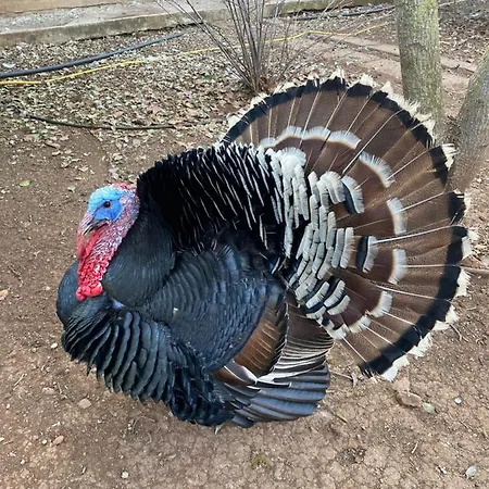 Casita Entre Vinedos, Experiencia Rural, Ideal Ninos.