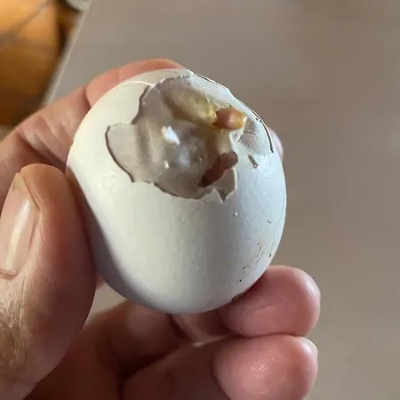 Casa de Férias Casita Entre Vinedos, Experiencia Rural, Ideal Ninos.