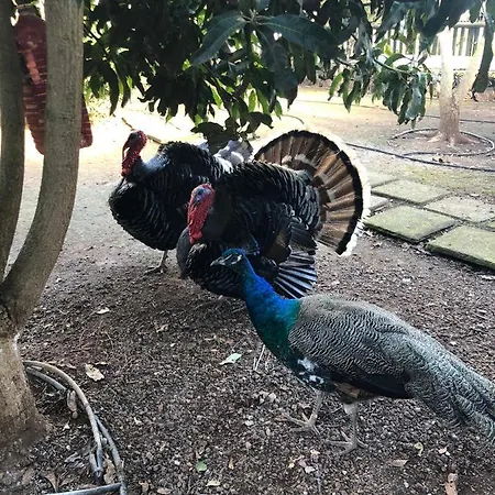 Casita Entre Vinedos, Experiencia Rural, Ideal Ninos. * Tegueste