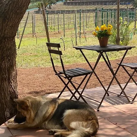 Casita Entre Vinedos, Experiencia Rural, Ideal Ninos.