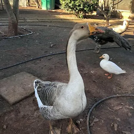 Casa de Férias Casita Entre Vinedos, Experiencia Rural, Ideal Ninos. Tegueste